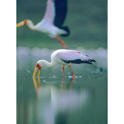 Yellow-billed Stork Feeding-Kenya White Modern Wood Framed Art Print by Fitzharris, Tim