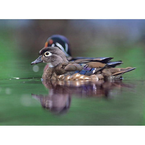 Wood Ducks Black Modern Wood Framed Art Print with Double Matting by Fitzharris, Tim