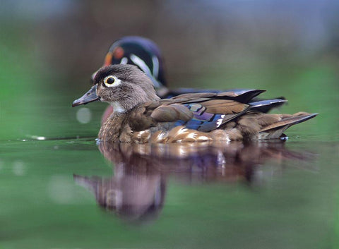 Wood Ducks White Modern Wood Framed Art Print with Double Matting by Fitzharris, Tim