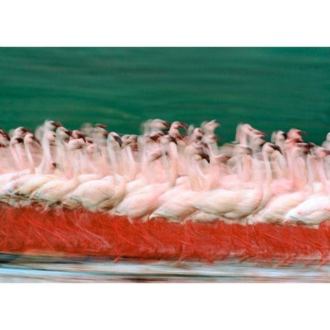 Lesser Flamingos Parading-Kenya Gold Ornate Wood Framed Art Print with Double Matting by Fitzharris, Tim