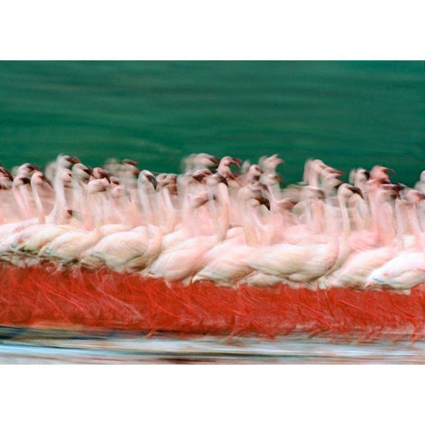 Lesser Flamingos Parading-Kenya Black Modern Wood Framed Art Print with Double Matting by Fitzharris, Tim