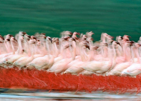 Lesser Flamingos Parading-Kenya White Modern Wood Framed Art Print with Double Matting by Fitzharris, Tim
