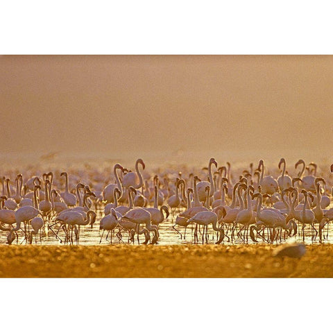 Lesser and Greater Flamingos-Lake Baringo-Kenya White Modern Wood Framed Art Print by Fitzharris, Tim
