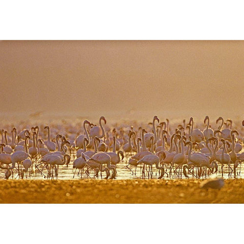 Lesser and Greater Flamingos-Lake Baringo-Kenya Black Modern Wood Framed Art Print with Double Matting by Fitzharris, Tim