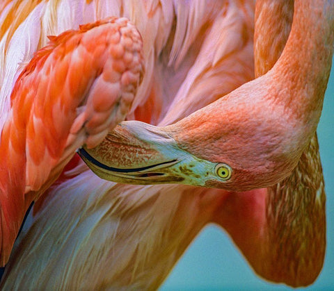 Caribbean Greater Flamingo Preening Black Ornate Wood Framed Art Print with Double Matting by Fitzharris, Tim