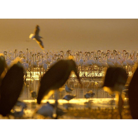 Lesser Flamingos and Marabou Storks-Kenya Black Modern Wood Framed Art Print by Fitzharris, Tim