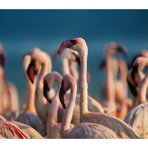 Lesser Flamingos White Modern Wood Framed Art Print by Fitzharris, Tim