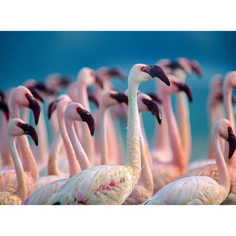 Lesser Flamingos-Kenya White Modern Wood Framed Art Print by Fitzharris, Tim