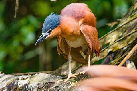 Reddish Heron-Sabah-Malaysia Black Ornate Wood Framed Art Print with Double Matting by Fitzharris, Tim