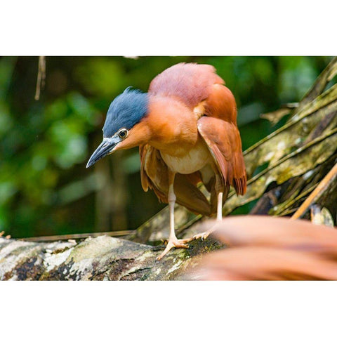 Reddish Heron-Sabah-Malaysia Black Modern Wood Framed Art Print by Fitzharris, Tim