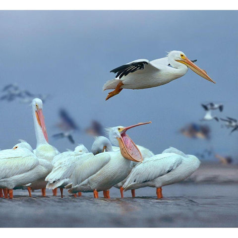 White Pelicans at Bolivar flats,Texas White Modern Wood Framed Art Print by Fitzharris, Tim