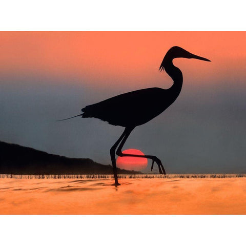 Egret Kenya-Dig Comp White Modern Wood Framed Art Print by Fitzharris, Tim