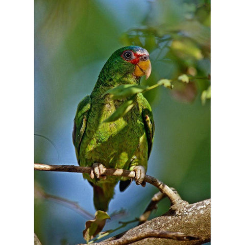 White-fronted Parrot I Gold Ornate Wood Framed Art Print with Double Matting by Fitzharris, Tim