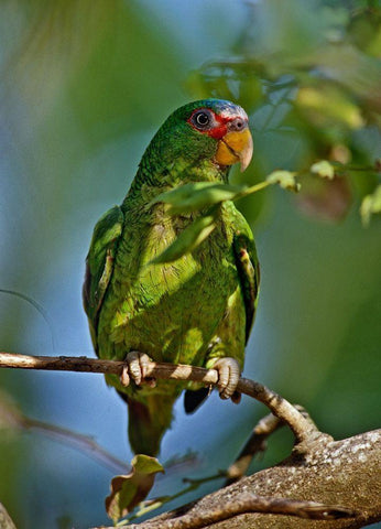 White-fronted Parrot I White Modern Wood Framed Art Print with Double Matting by Fitzharris, Tim