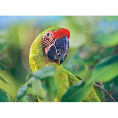 Great Green Macaw I Black Modern Wood Framed Art Print with Double Matting by Fitzharris, Tim