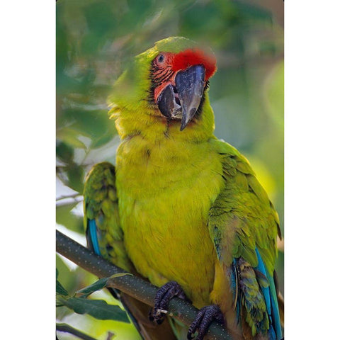 Great Green Macaw II Black Modern Wood Framed Art Print with Double Matting by Fitzharris, Tim