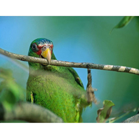 White-fronted Parrot II White Modern Wood Framed Art Print by Fitzharris, Tim