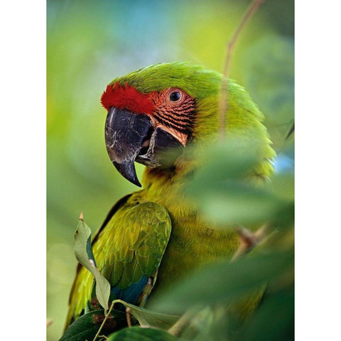 Great Green Macaw III Gold Ornate Wood Framed Art Print with Double Matting by Fitzharris, Tim