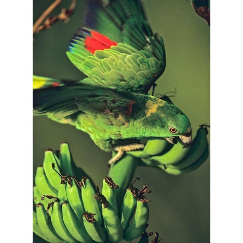 Yellow-naped Parrot White Modern Wood Framed Art Print by Fitzharris, Tim