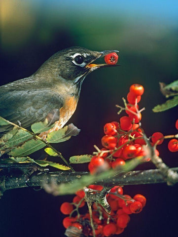 American Robin with Mountain Ash Berries Black Ornate Wood Framed Art Print with Double Matting by Fitzharris, Tim