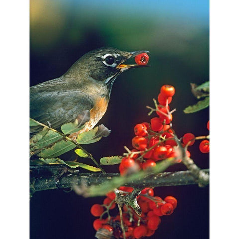 American Robin with Mountain Ash Berries Black Modern Wood Framed Art Print with Double Matting by Fitzharris, Tim