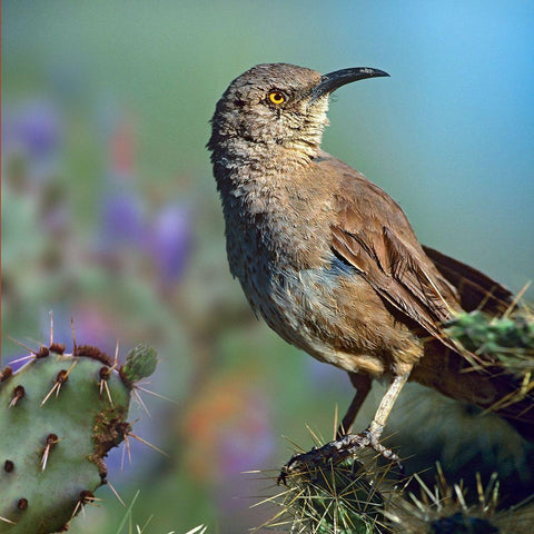 Curve-billed Thrasher-Arizona Gold Ornate Wood Framed Art Print with Double Matting by Fitzharris, Tim