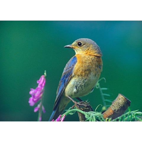 Eastern Bluebird Female I Black Modern Wood Framed Art Print with Double Matting by Fitzharris, Tim