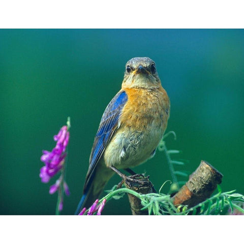 Eastern Bluebird Female II Black Modern Wood Framed Art Print with Double Matting by Fitzharris, Tim