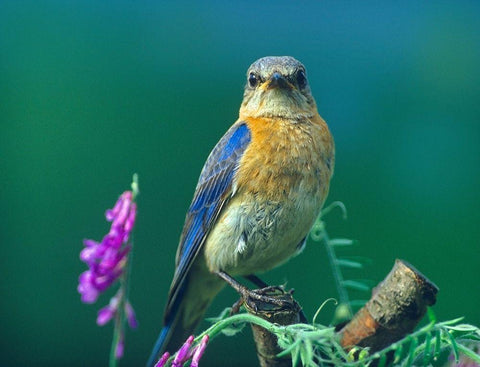 Eastern Bluebird Female II White Modern Wood Framed Art Print with Double Matting by Fitzharris, Tim