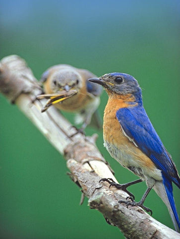 Eastern Bluebirds-male and female Black Ornate Wood Framed Art Print with Double Matting by Fitzharris, Tim