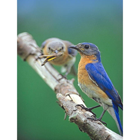 Eastern Bluebirds-male and female Gold Ornate Wood Framed Art Print with Double Matting by Fitzharris, Tim