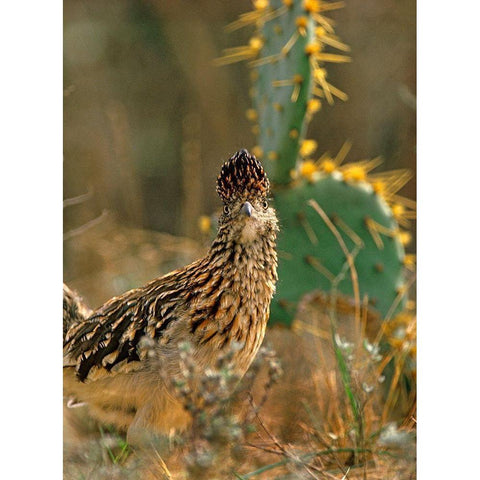 Greater Roadrunner White Modern Wood Framed Art Print by Fitzharris, Tim