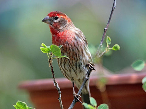 House Finch at Bird Feeder Black Ornate Wood Framed Art Print with Double Matting by Fitzharris, Tim