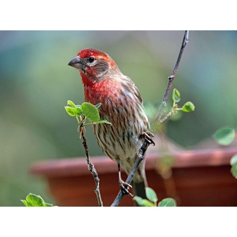 House Finch at Bird Feeder Black Modern Wood Framed Art Print with Double Matting by Fitzharris, Tim