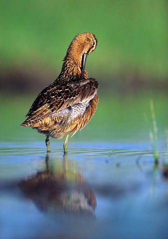 Long-billed Dowitcher Preening White Modern Wood Framed Art Print with Double Matting by Fitzharris, Tim