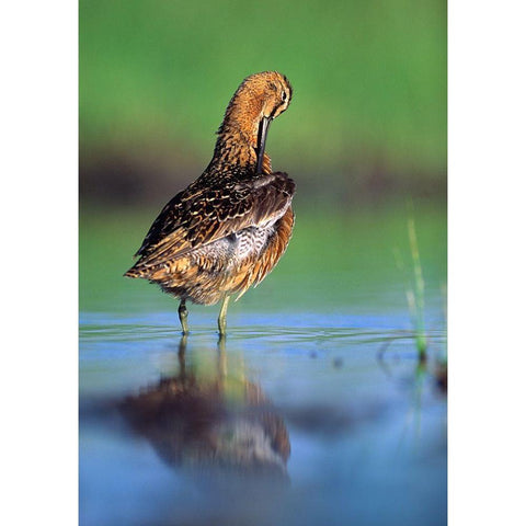 Long-billed Dowitcher Preening Black Modern Wood Framed Art Print with Double Matting by Fitzharris, Tim