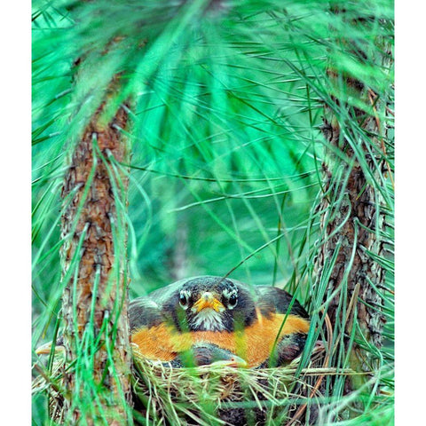 American Robin on the Nest Black Modern Wood Framed Art Print with Double Matting by Fitzharris, Tim