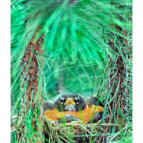 American Robin on the Nest Gold Ornate Wood Framed Art Print with Double Matting by Fitzharris, Tim