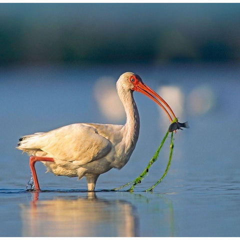 White Ibis with Fish White Modern Wood Framed Art Print by Fitzharris, Tim