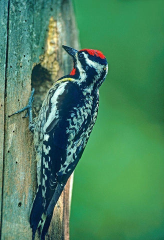 Yellow-bellied Sapsucker White Modern Wood Framed Art Print with Double Matting by Fitzharris, Tim