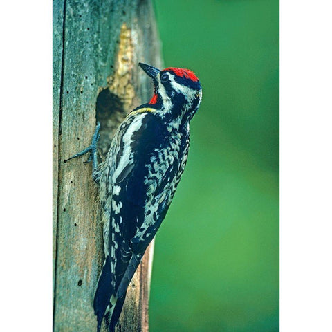 Yellow-bellied Sapsucker Black Modern Wood Framed Art Print with Double Matting by Fitzharris, Tim