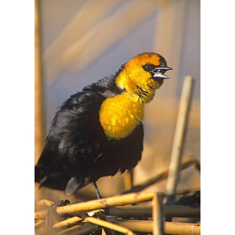 Yellow-headed Blackbird Gold Ornate Wood Framed Art Print with Double Matting by Fitzharris, Tim