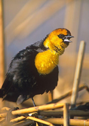 Yellow-headed Blackbird White Modern Wood Framed Art Print with Double Matting by Fitzharris, Tim