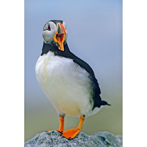 Atlantic Puffin I Black Modern Wood Framed Art Print with Double Matting by Fitzharris, Tim
