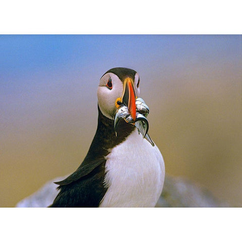 Atlantic Puffin IV Black Modern Wood Framed Art Print with Double Matting by Fitzharris, Tim