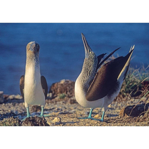 Blue-footed Boobies Courtship in Display White Modern Wood Framed Art Print by Fitzharris, Tim