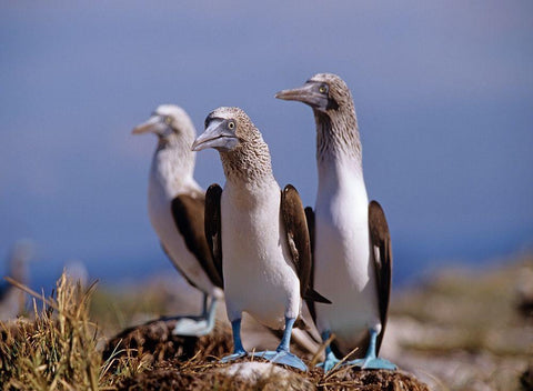 Blue-footed Boobies White Modern Wood Framed Art Print with Double Matting by Fitzharris, Tim