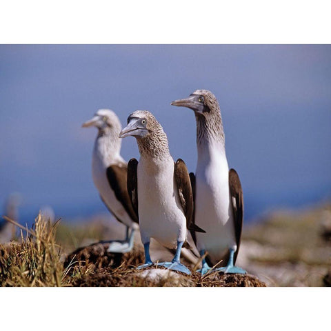 Blue-footed Boobies Gold Ornate Wood Framed Art Print with Double Matting by Fitzharris, Tim