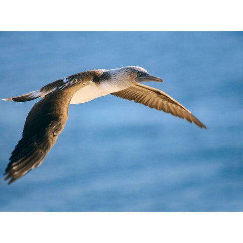 Blue-footed Booby in Flight Black Modern Wood Framed Art Print with Double Matting by Fitzharris, Tim