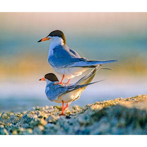 Common Terns Gold Ornate Wood Framed Art Print with Double Matting by Fitzharris, Tim